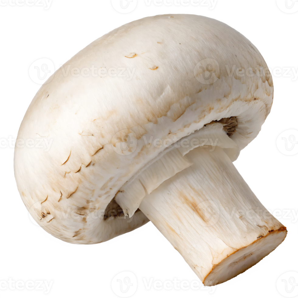 A fresh button mushroom with a smooth, white cap and a sturdy stem. png