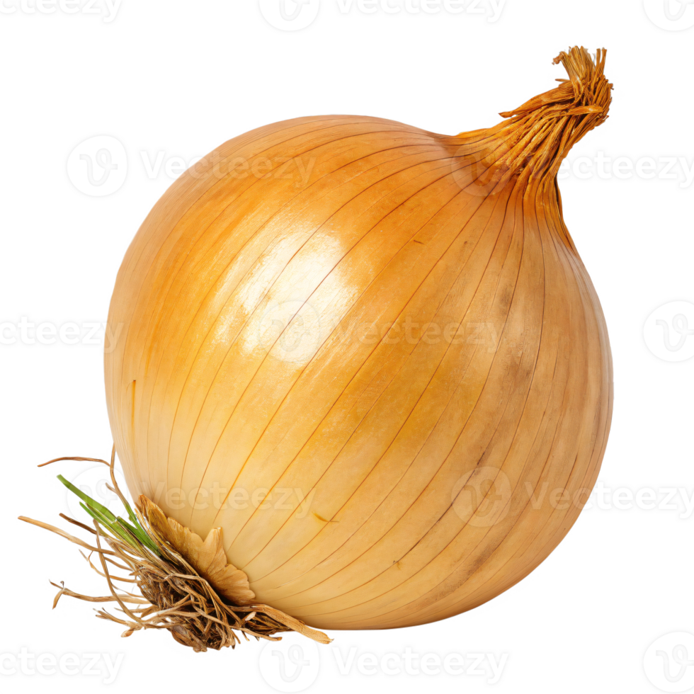 A yellow onion with a papery, skin brown and a fresh root base. png