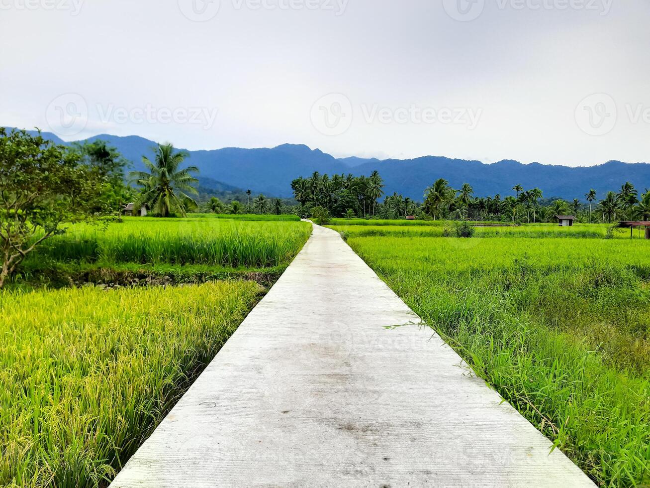 Concrete Path in the Middle of Rice Fields in Indonesia photo