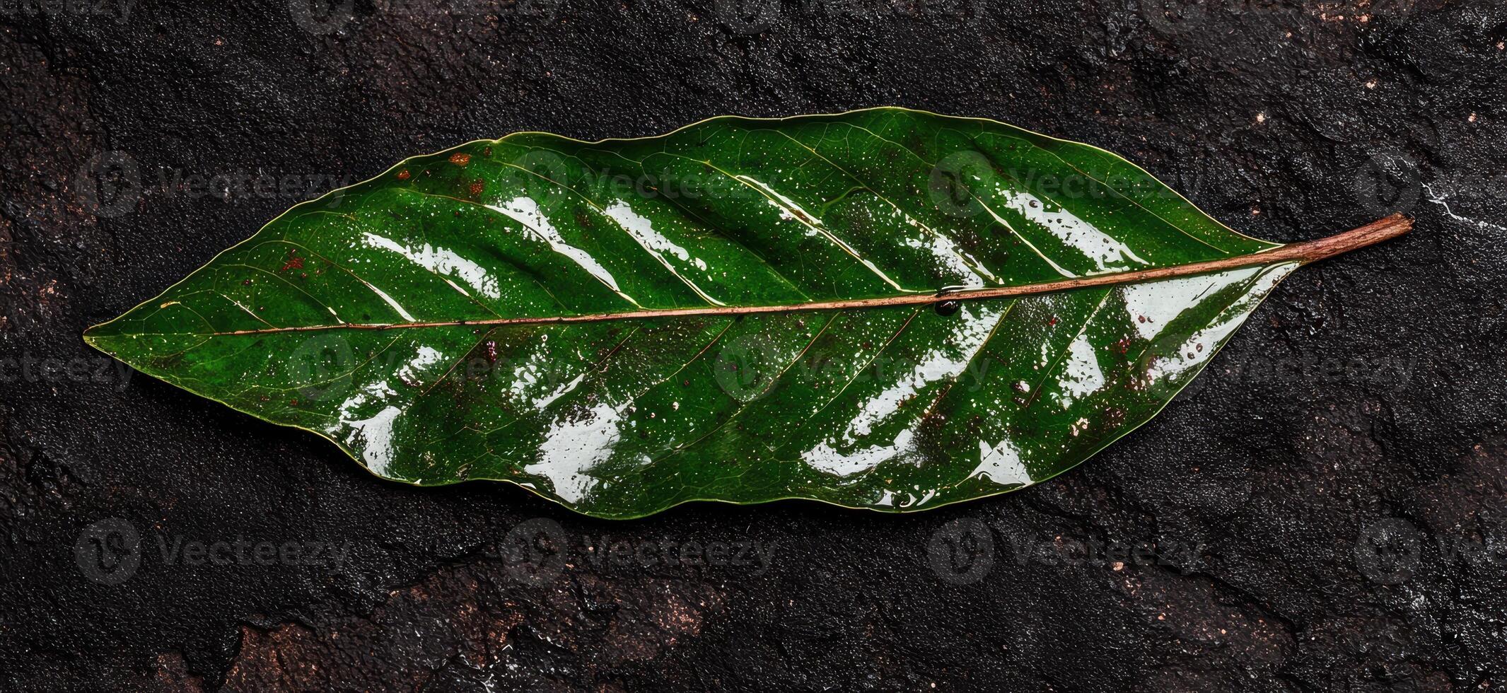 Close up of a single, wet, green leaf on a dark background photo