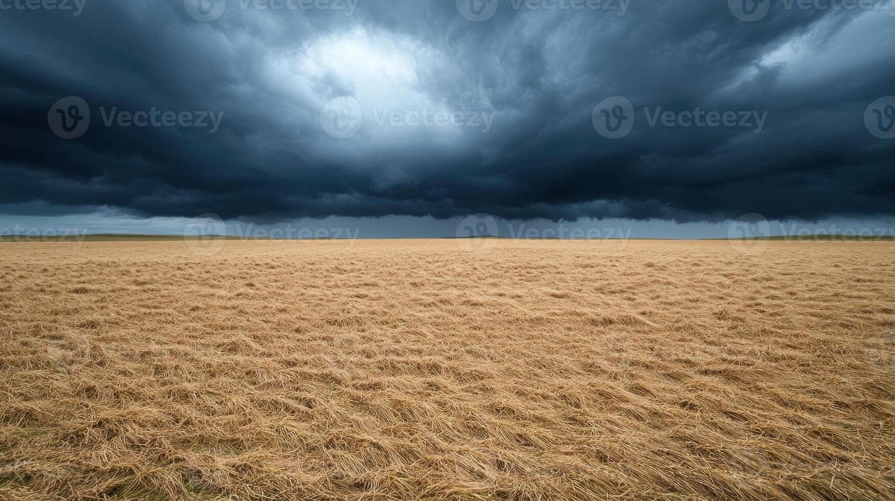 Dark storm clouds over a field of golden wheat photo