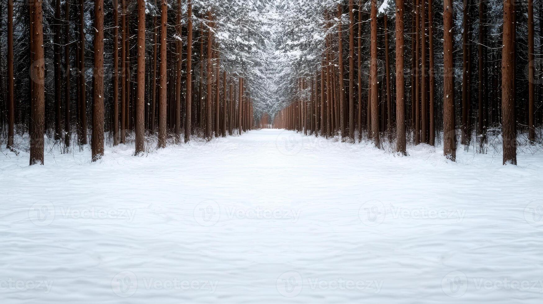 Snowy path through a dense pine forest photo