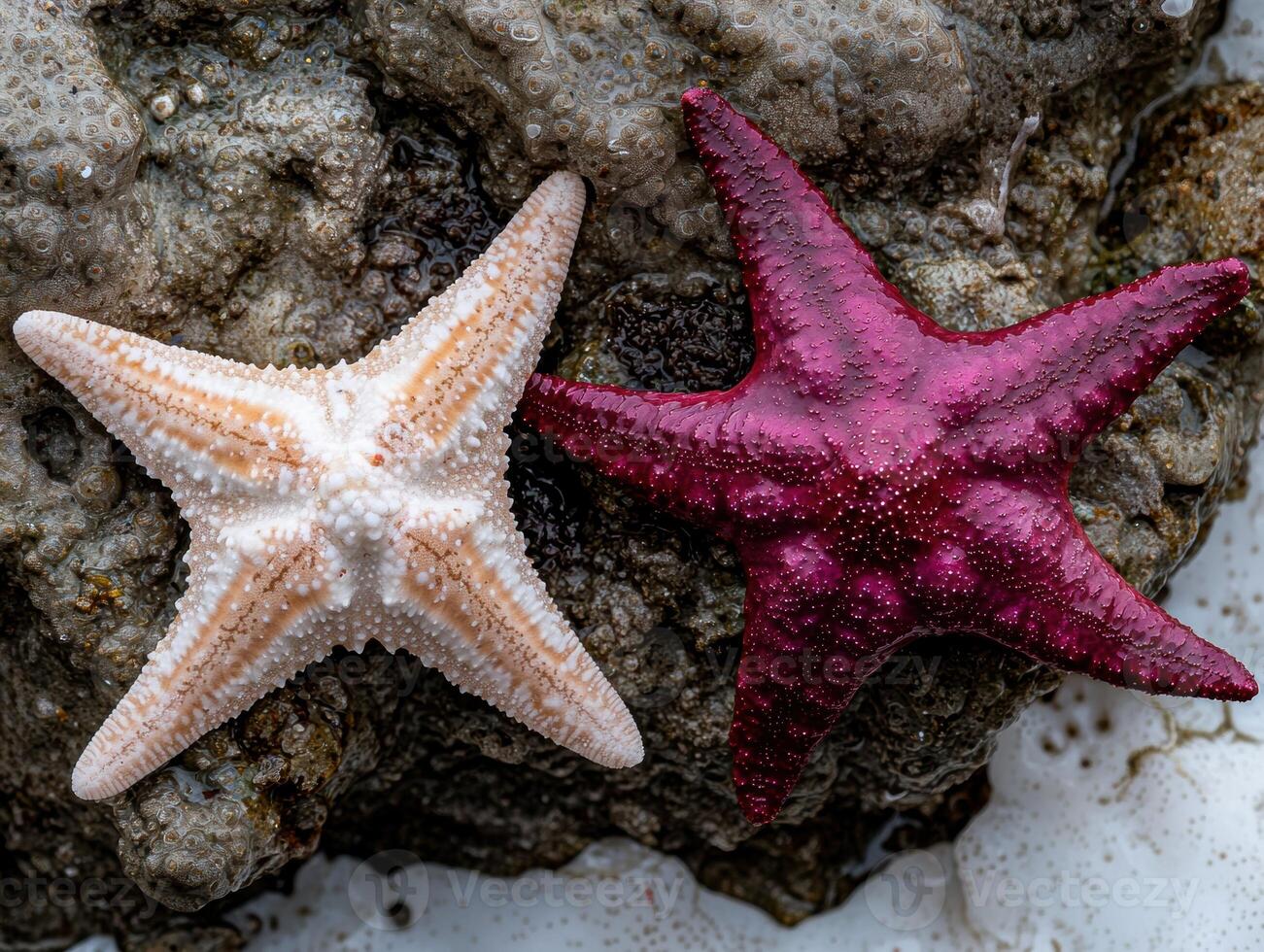 Two starfish on a rock, one pink and one beige photo