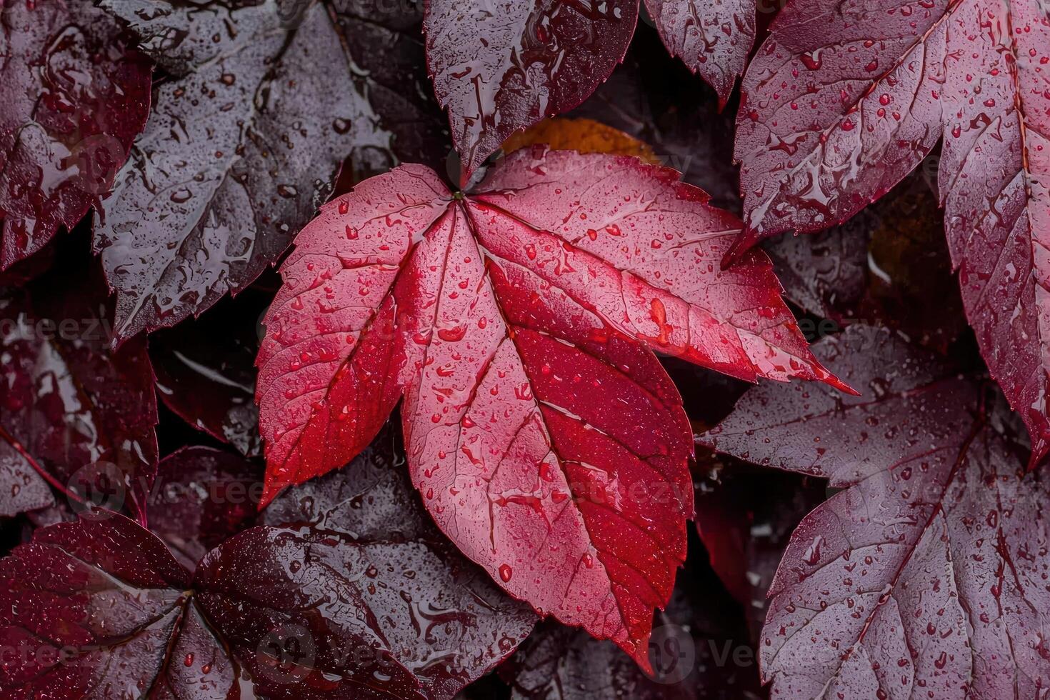 Red leaves with water droplets after rain photo