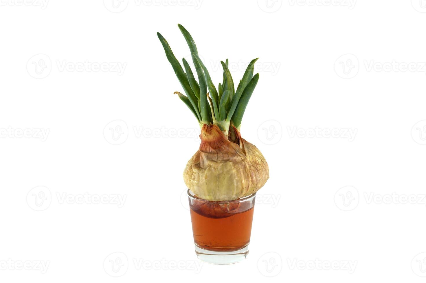 Close-up of a sprouting onion in a glass of water, its vibrant green shoots reaching upwards. photo
