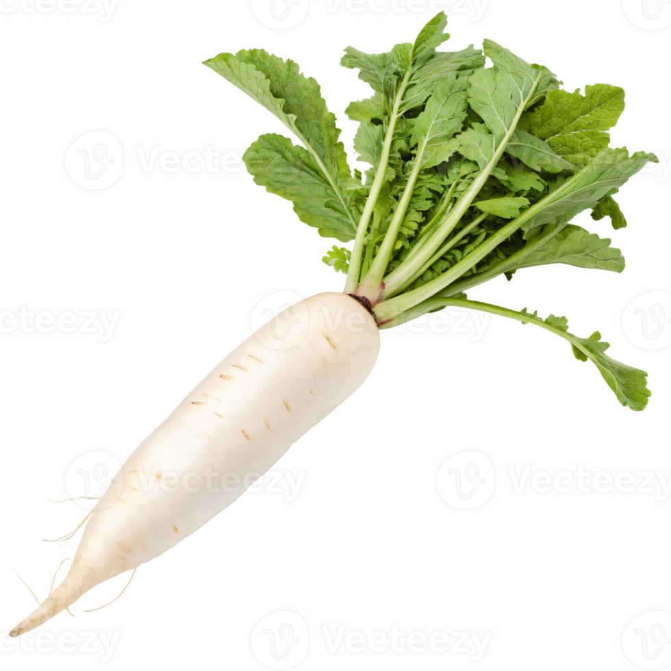 A fresh daikon radish with a long, white shape and a smooth surface. The vegetable is vibrant png