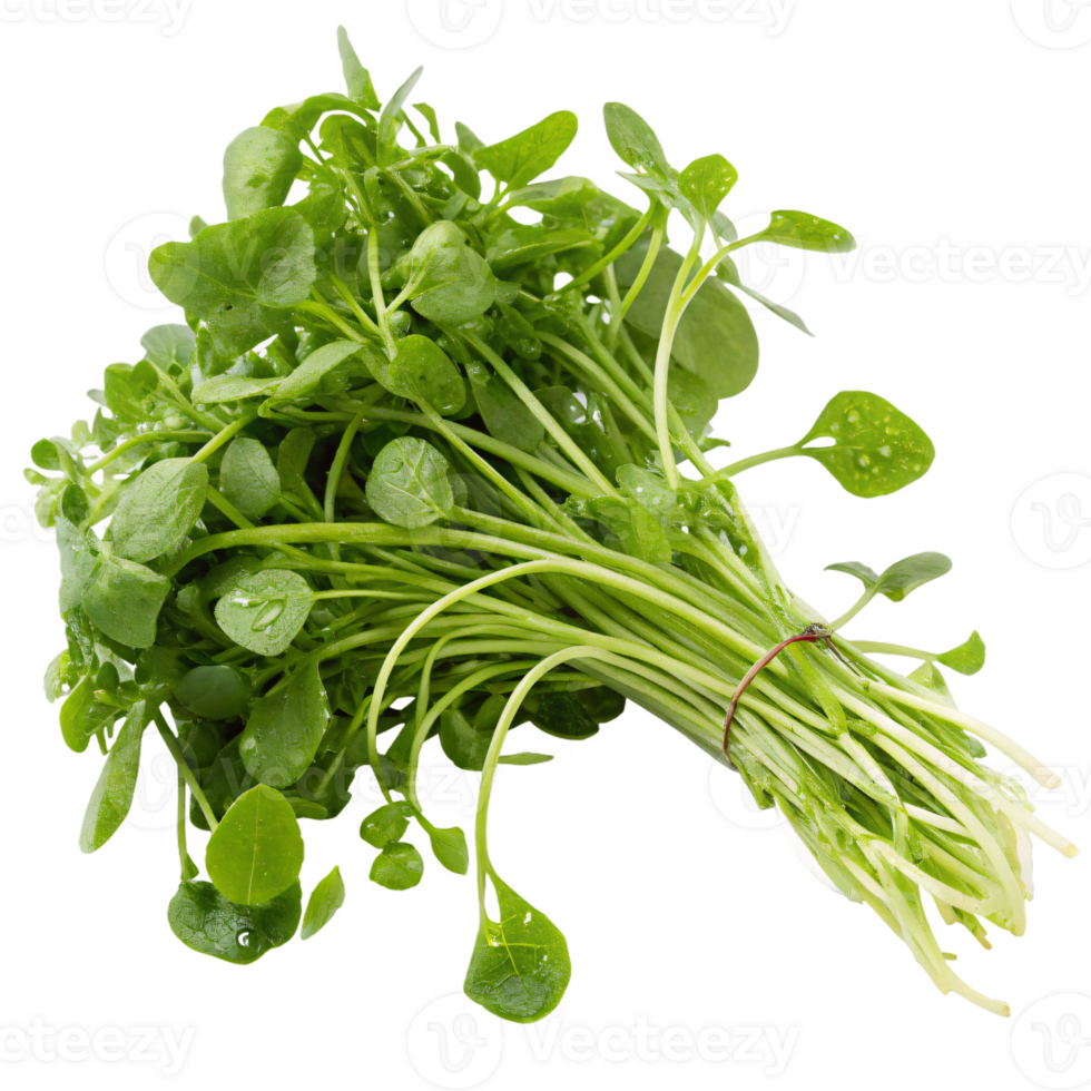 A bunch of fresh watercress with small, vibrant green leaves and delicate stems. png