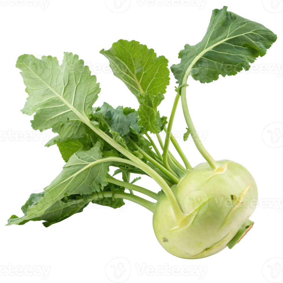 A fresh kohlrabi with a pale green, bulbous shape and leafy stems. The vegetable is vibrant png