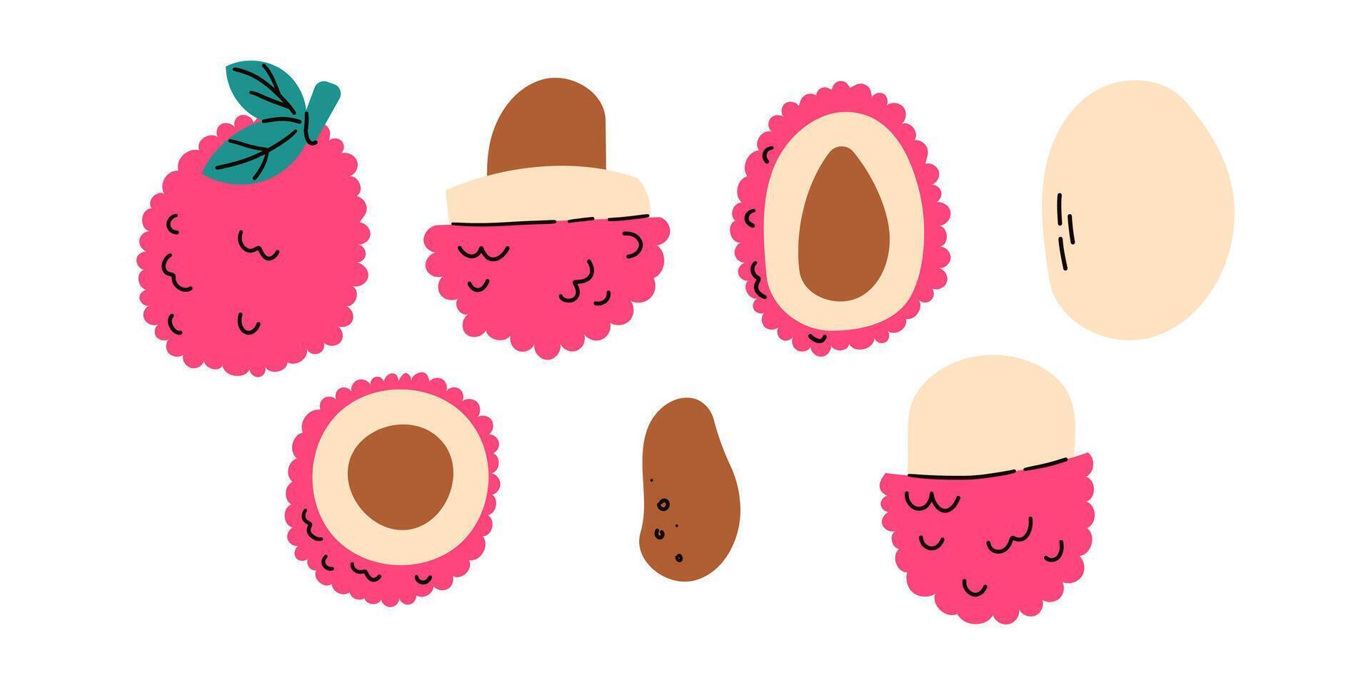Lychee fruit Cartoon isolated on white background . Tropical doodle flat hand drawn illustration . vector