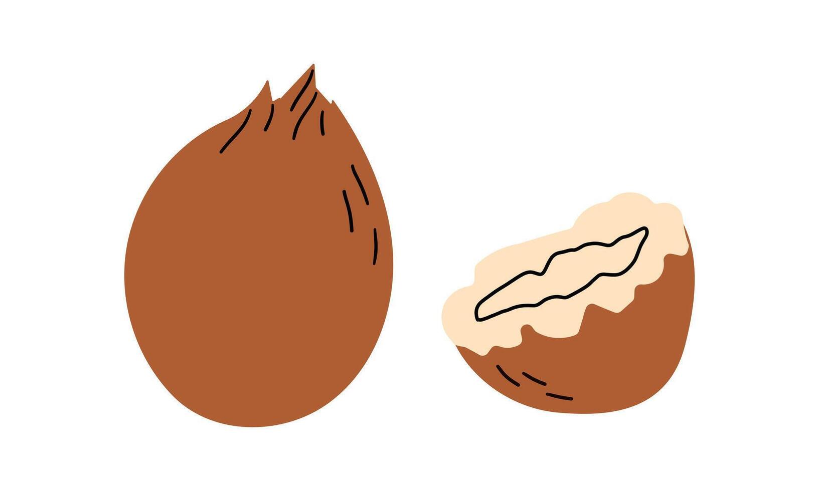 Coconuts and coconut half isolated on a white background. illustration cartoon flat coconut icon isolated on white background. Doodle flat cartoon simple style for banner , card and design. vector