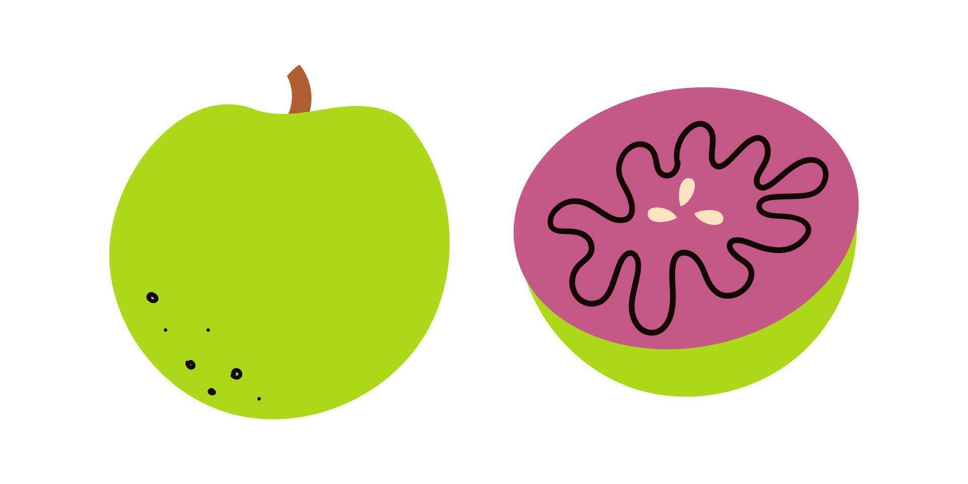 illustration, star apple fruit or Chrysophyllum cainito, isolated on white background. Hand drawn doodle illustratio for banner , web and card design . vector