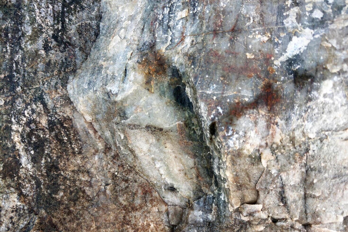 A bear is standing on a rock with a tree photo
