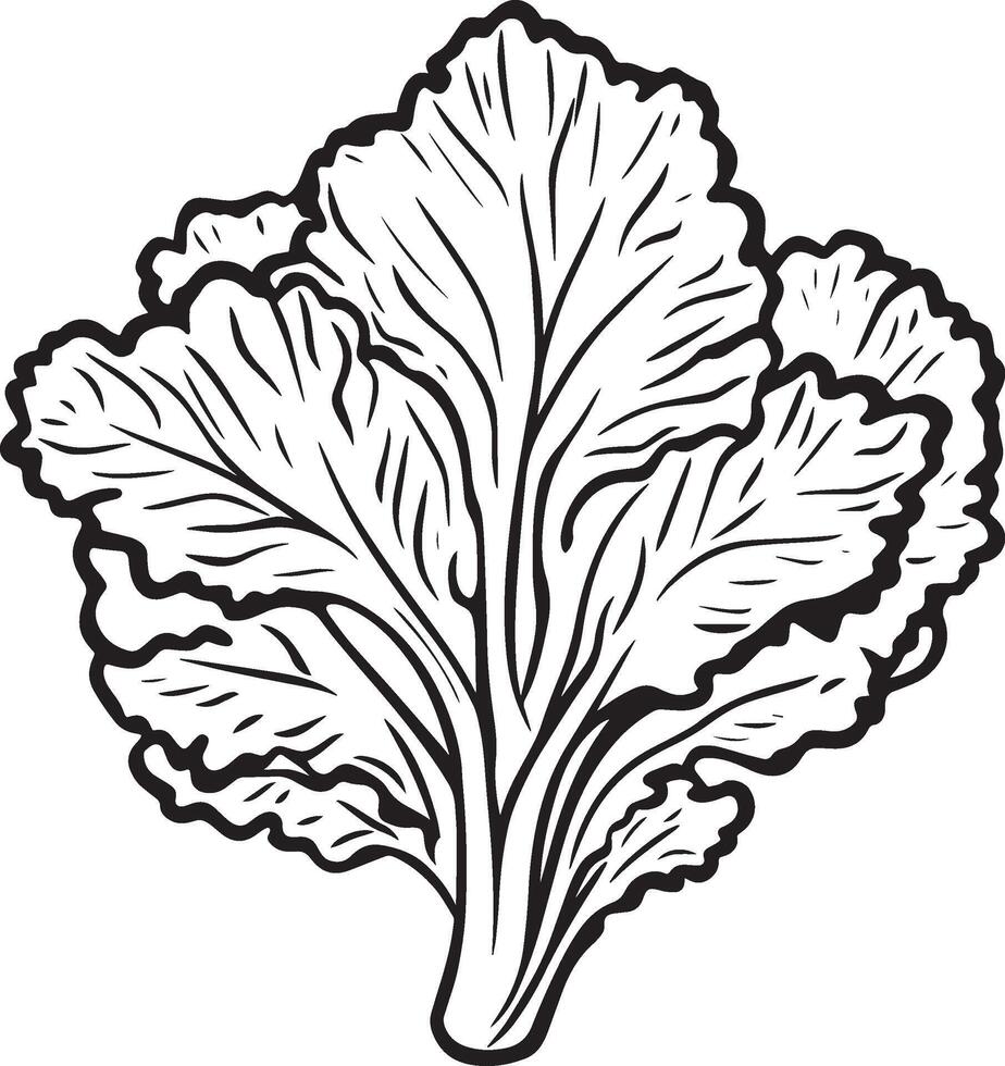 Black illustration of a lettuce outline vector