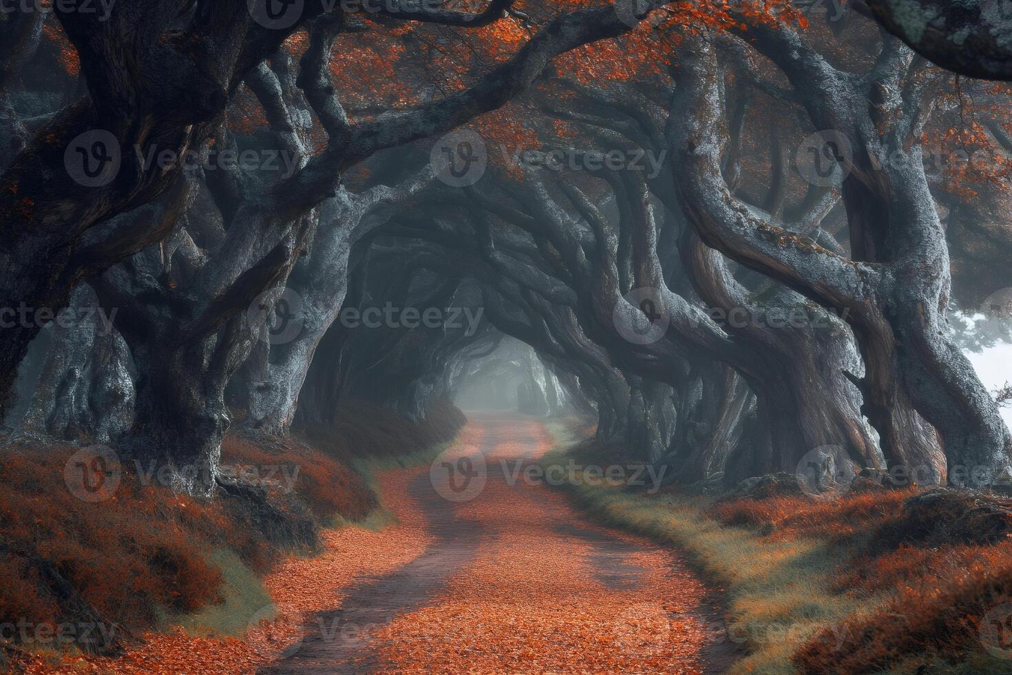 Breathtaking dark hedges in autumn with fog creating mystical atmosphere photo