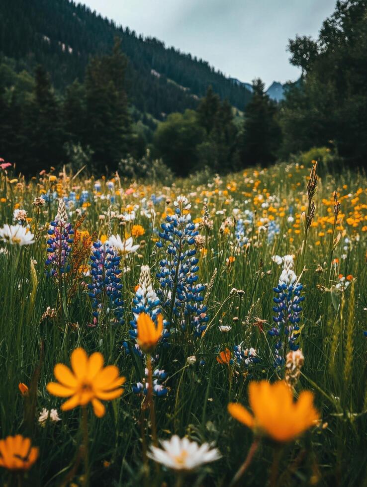 Spring Meadow with Blossoming Wildflowers photo