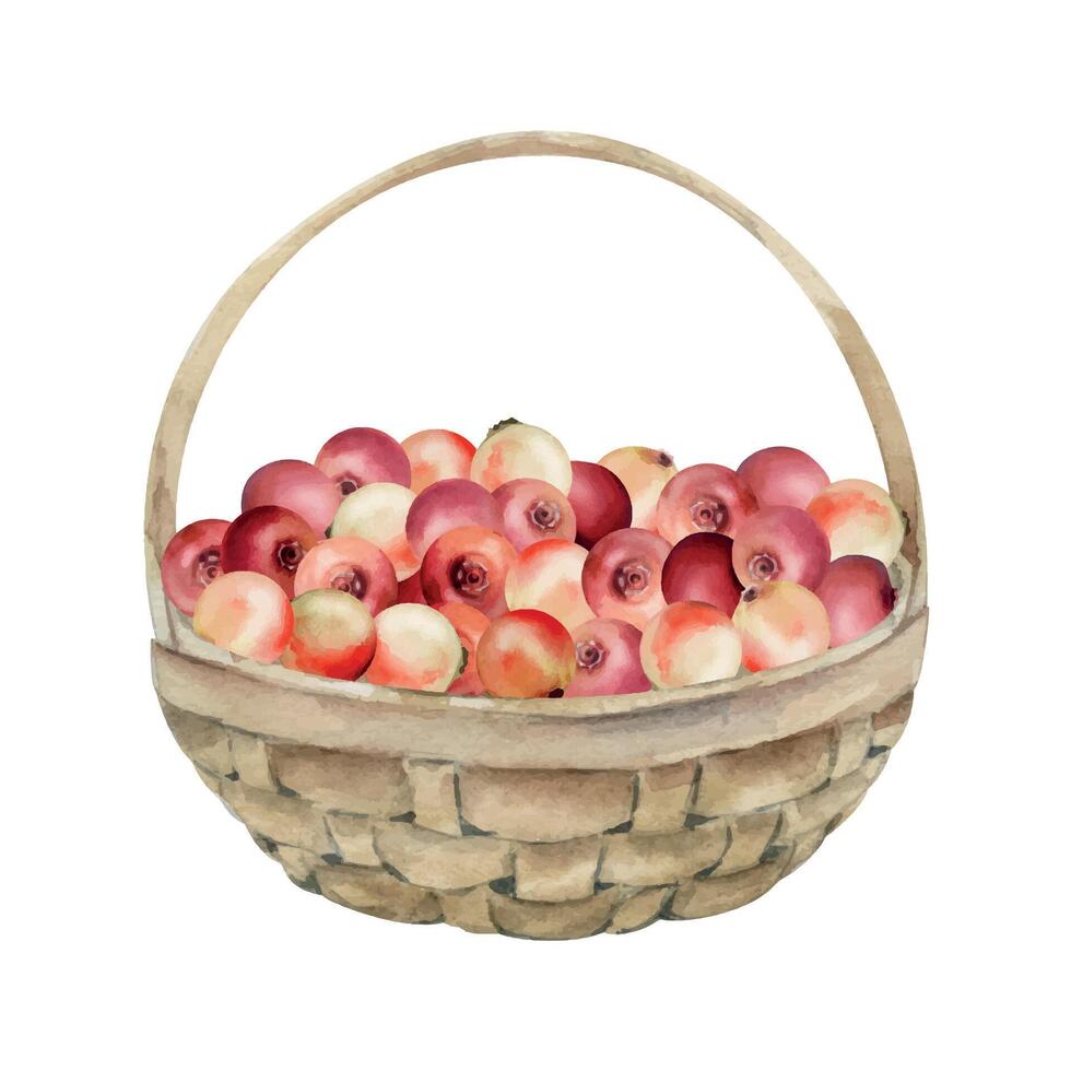 Cranberry lingonberry in weaved basket, hand drawn in watercolor, heap of ripe picked forest berry harvest, bearberry teaberry. Isolated illustration for restaurant menu, recipe book, farmers market vector