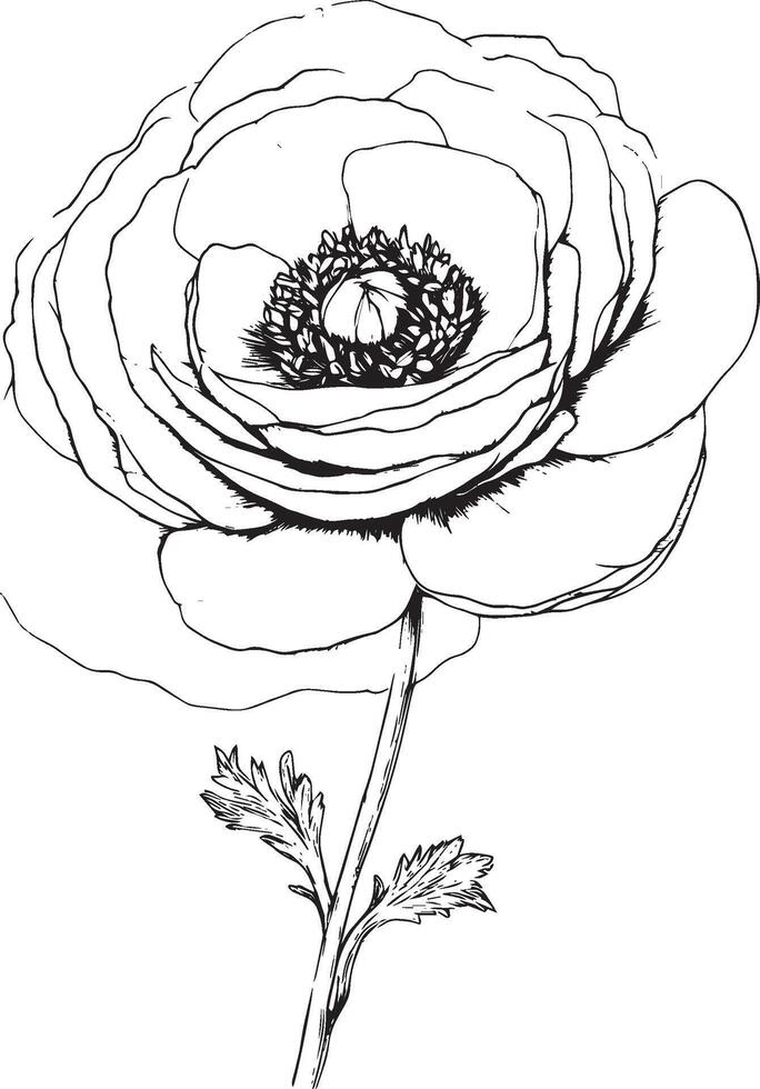 Ranunculus flower outline black illustration vector