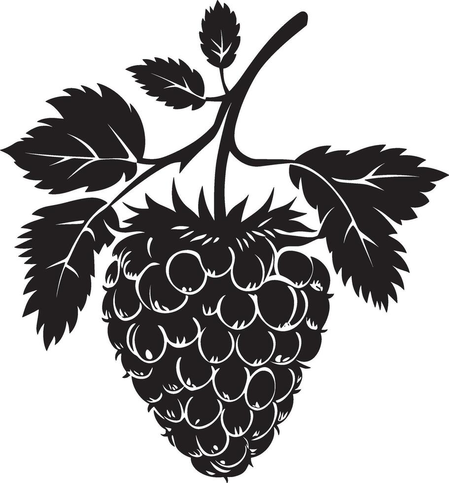 black raspberry illustration vector