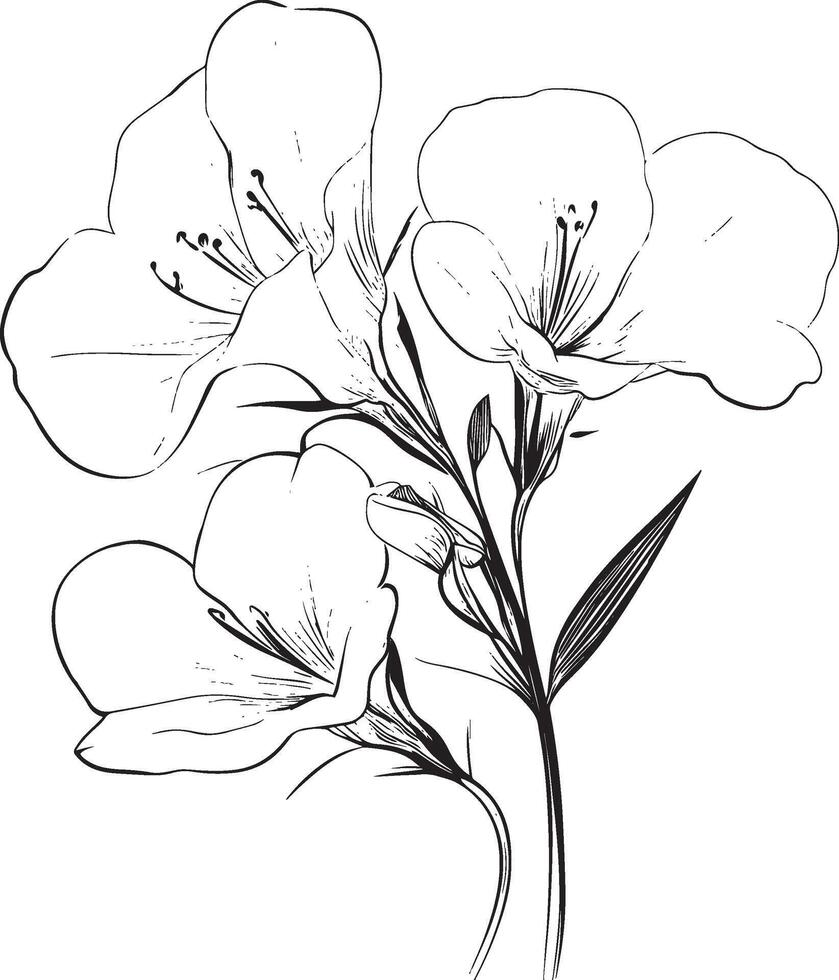 Freesia flower outline black illustration vector
