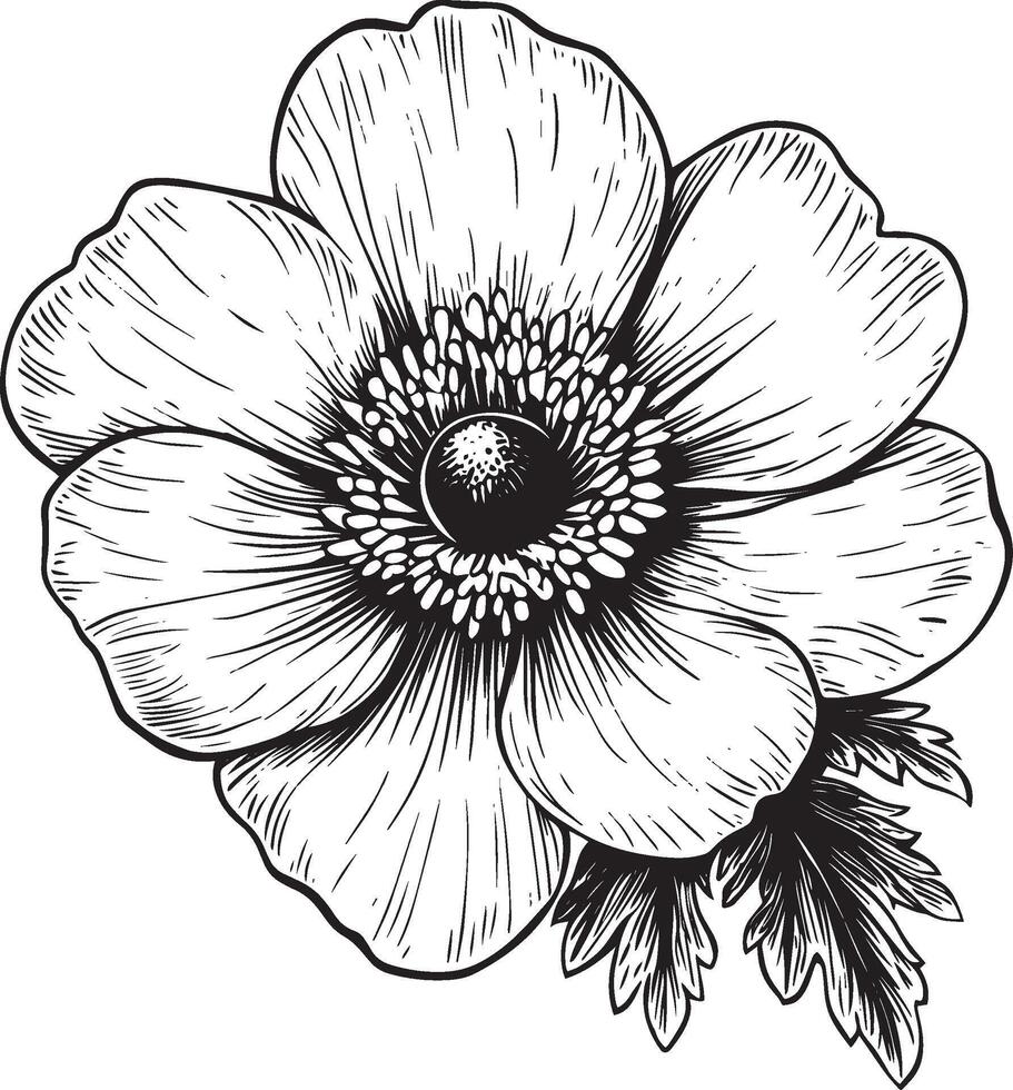 Anemone flower outline black illustration vector
