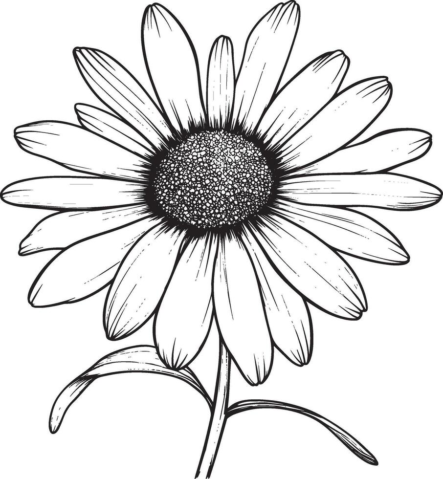 Aster flower outline black illustration vector