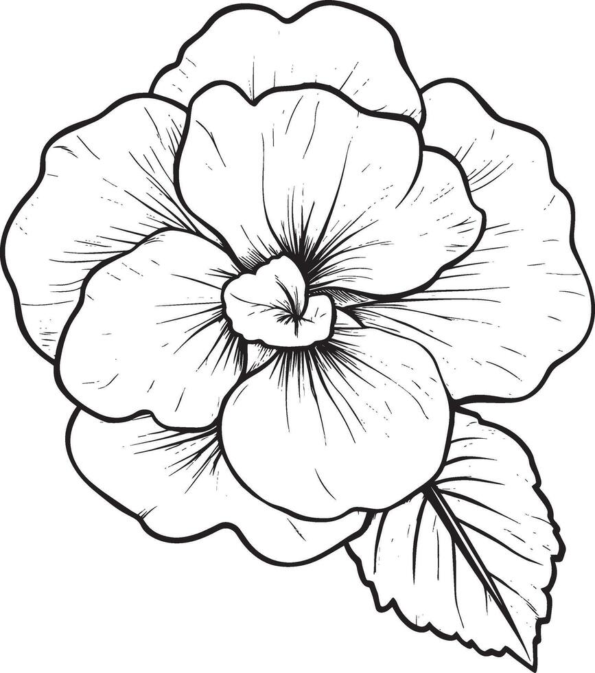 Begonia flower outline black illustration vector