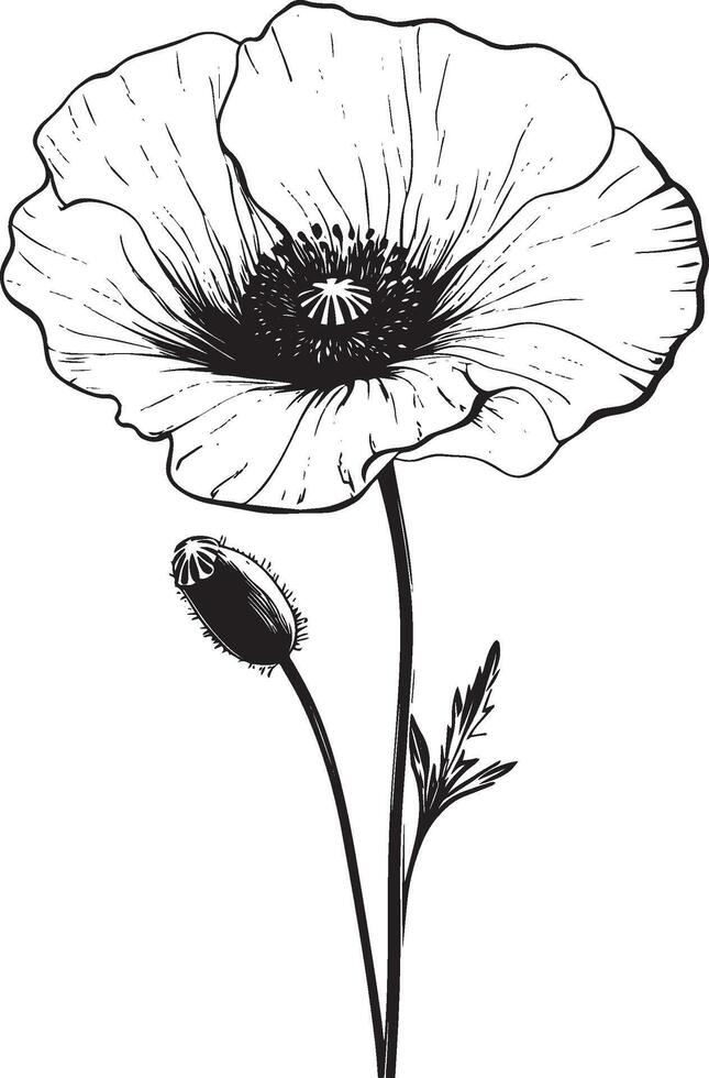 Black illustration of a poppy flower outline vector
