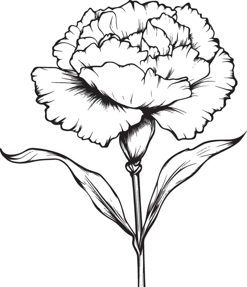 Black illustration of a carnation flower outline vector