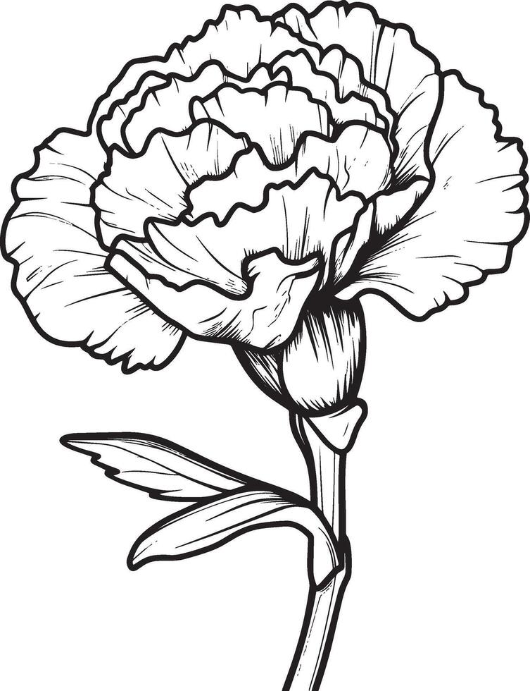 Carnation flower outline black illustration vector