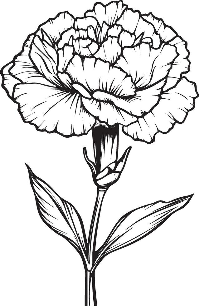 Minimalist black outline of a carnation flower in format vector