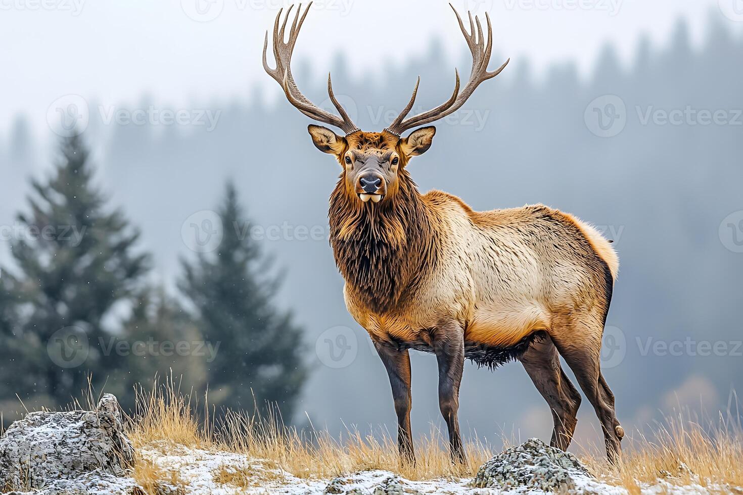Majestic Elk in Winter Wilderness for Nature and Wildlife Enthusiasts photo
