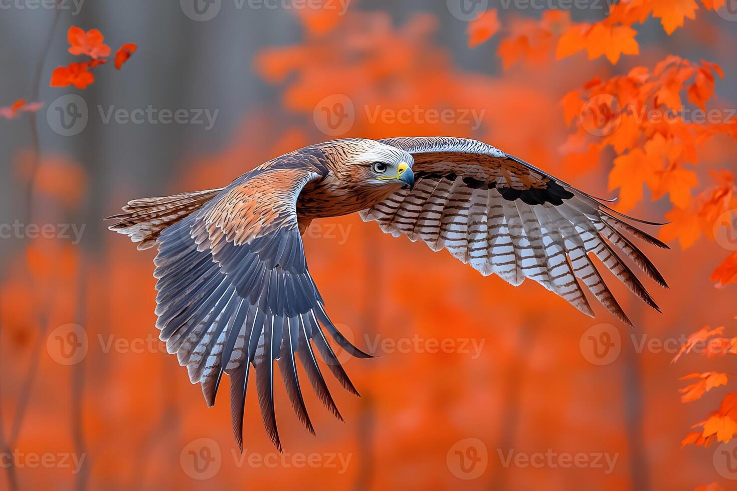 Majestic Falcon in Autumn Flight - Nature Photography for Wildlife Enthusiasts photo