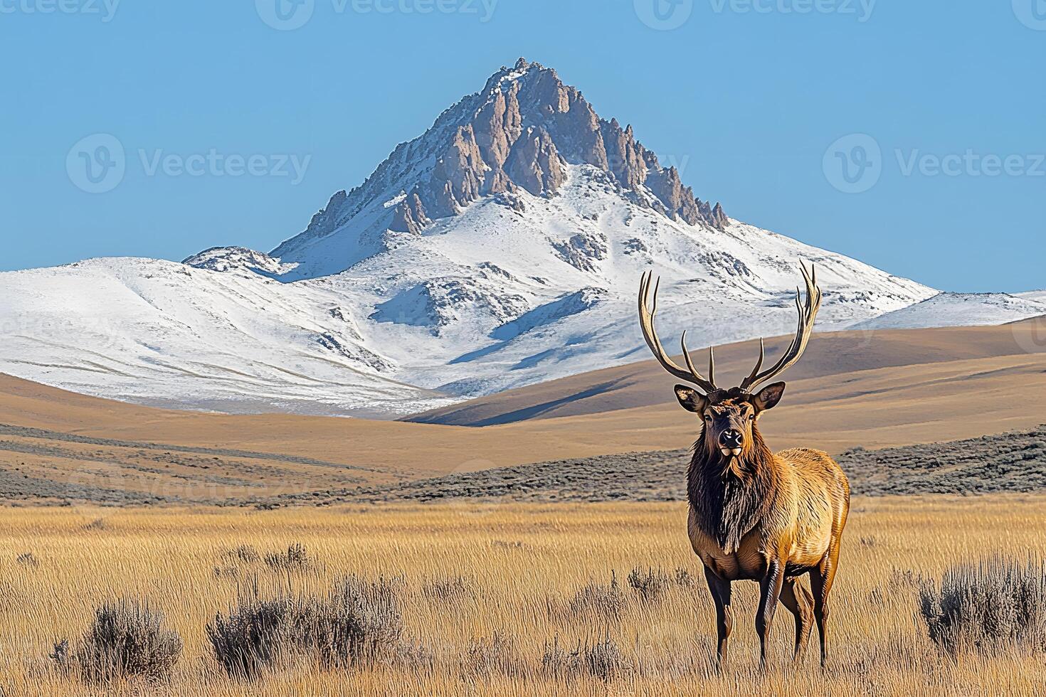 Majestic Elk in Sunlit Mountainscape for Wildlife and Nature Photography photo