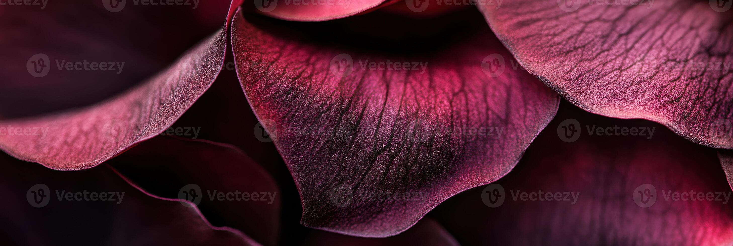 Close-up of deep red flower petals with intricate texture and veins photo