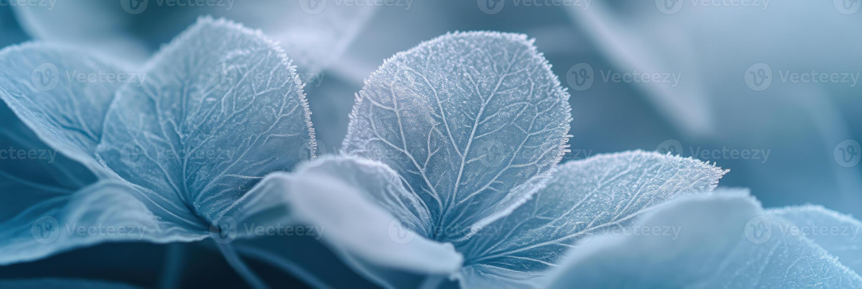 Macro image of frost-covered flowers showcasing intricate ice patterns on petals photo