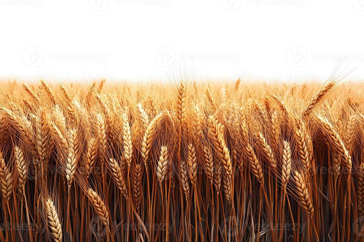 Golden Wheat Field Horizon Against Clear Sky - Agriculture and Harvest Concept photo