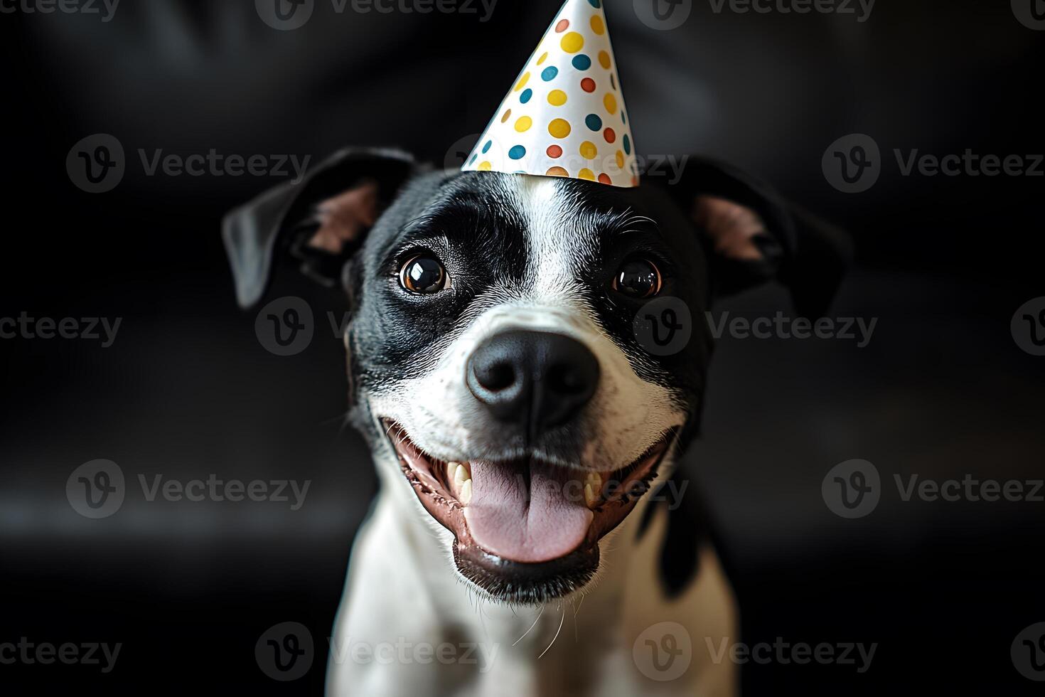 Happy Dog in Party Hat Celebrating Birthday photo