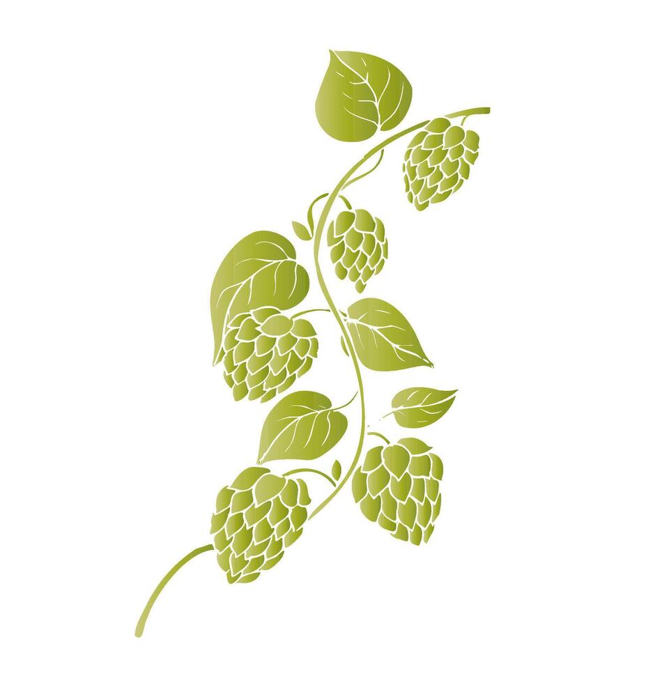 common hop. Graphic ink, eco, organic Humulus lupulus branch with leaves and cones illustration isolated on background. Hand drawn line sketch. For designers, prints, logo, menu, postcards vector