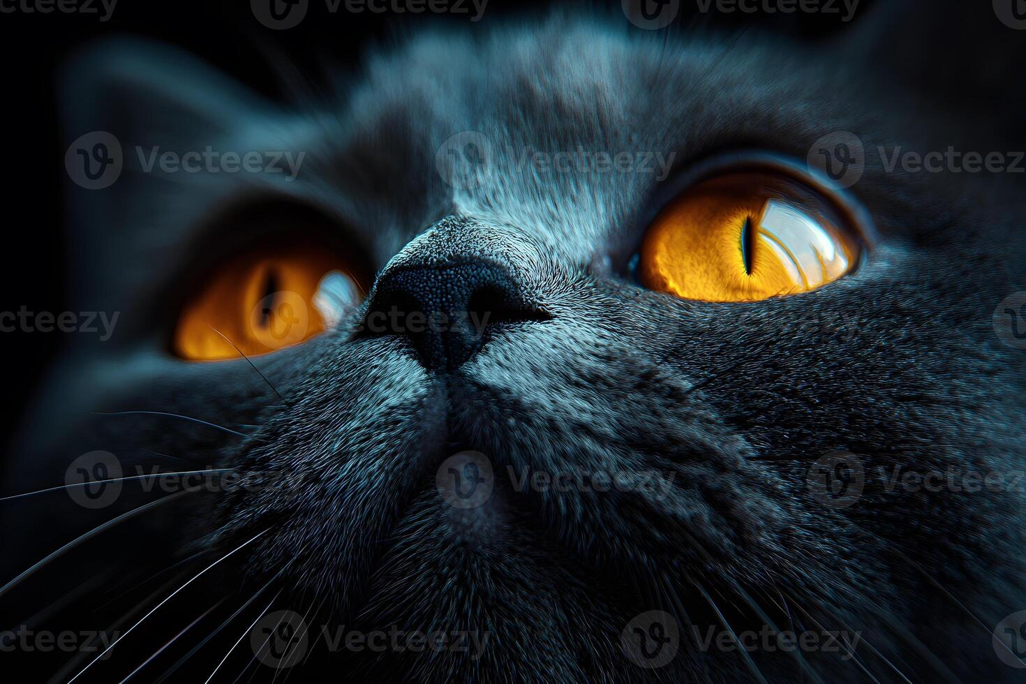 Close-Up of Cat with Striking Amber Eyes - Perfect for Pet and Wildlife Themes photo