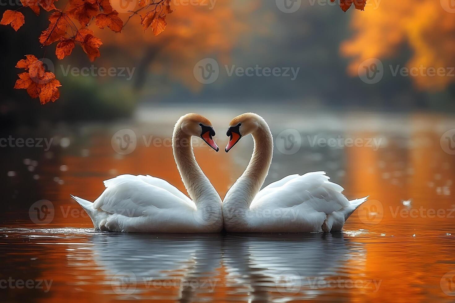Romantic Autumn Scene with Swans on Serene Lake for Nature Posters photo