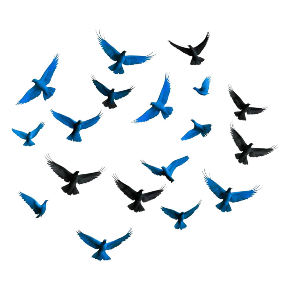 Colorful Flying Birds in a Circular Formatigainst png