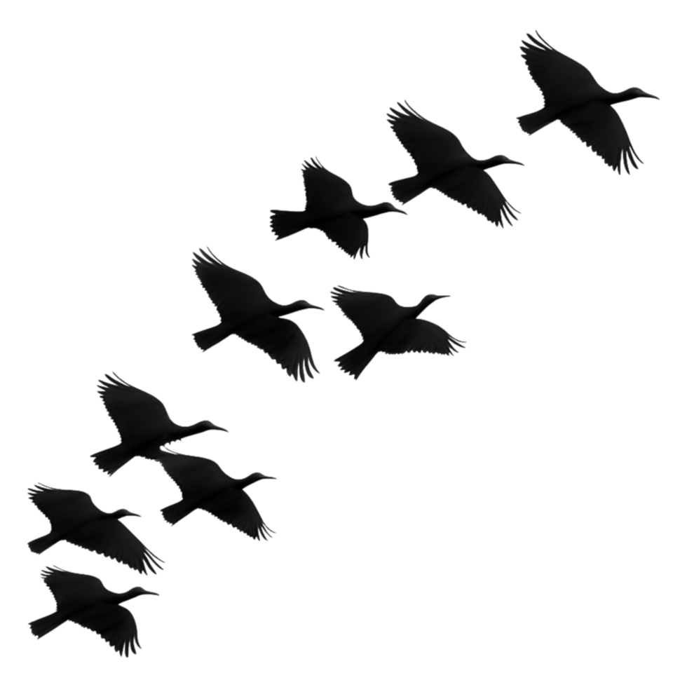 Flock of Black Birds in Flight Against a Clear png