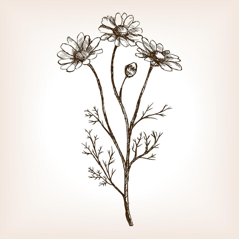 Pharmacy daisy sketch style illustration. Old engraving imitation. Matricaria chamomilla plant hand drawn sketch imitation vector