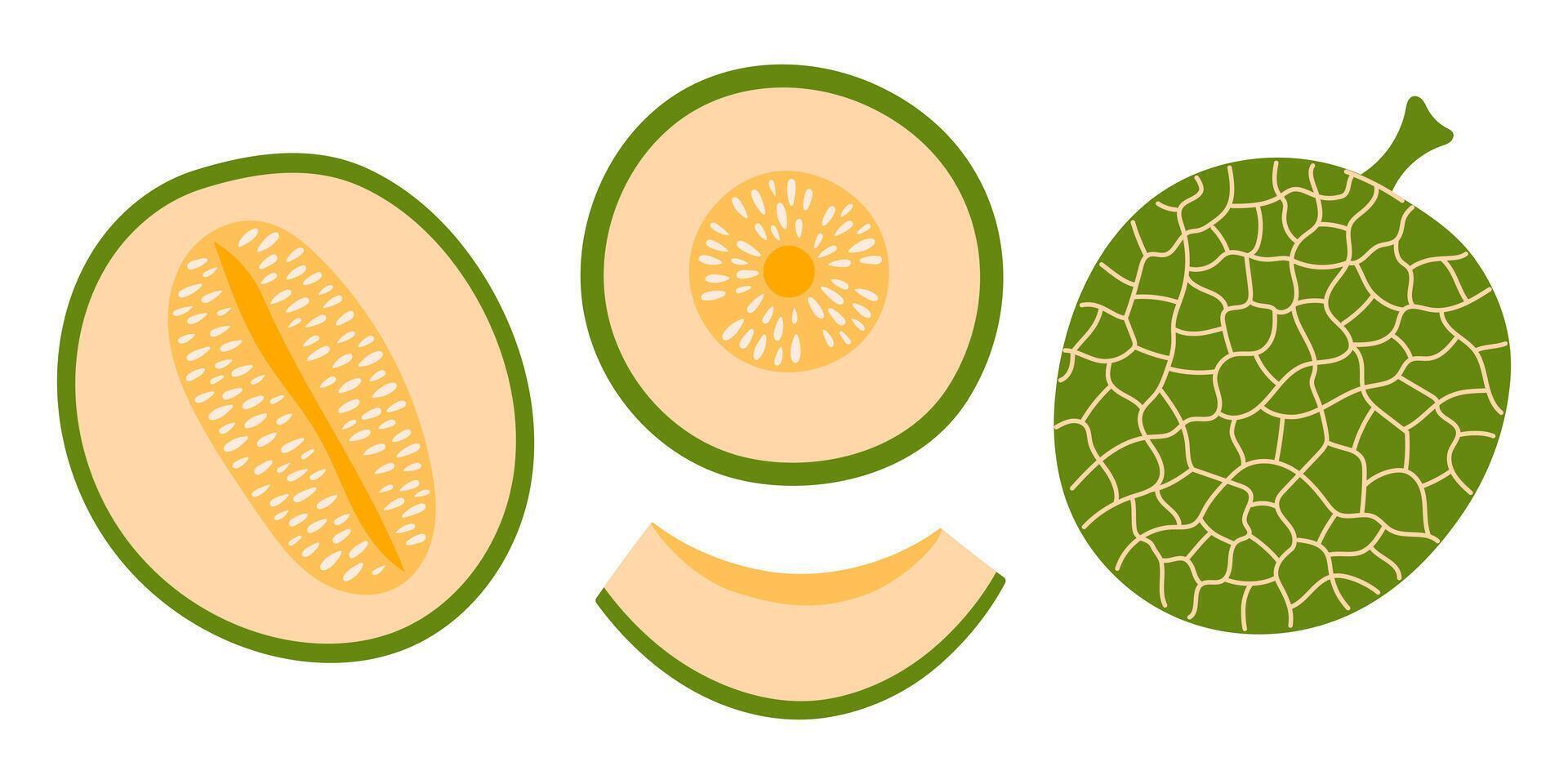 Cantaloupe melon set. Ripe fruit pieces, halved slices, whole melon, seed. Collection of organic vitamins and healthy nutrition. Flat illustration isolated on white background vector