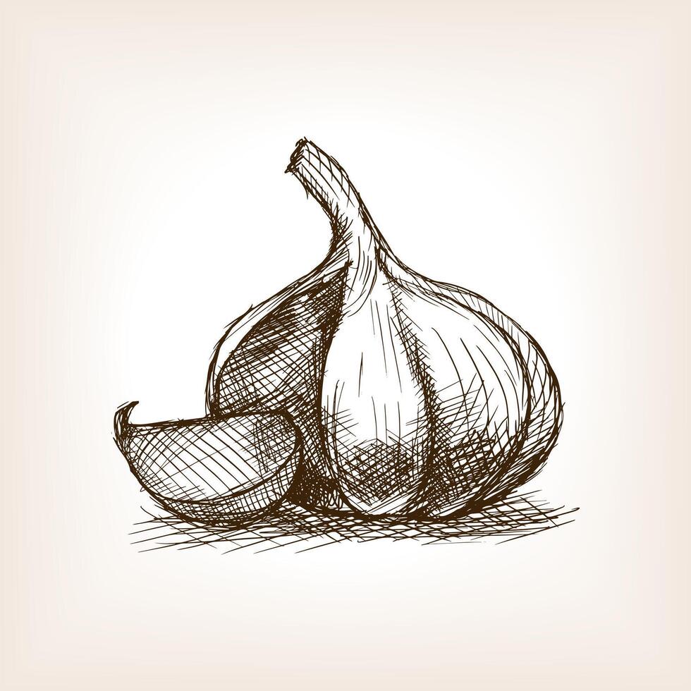 Garlic sketch style illustration. Old hand drawn engraving imitation. Vegetable illustration vector