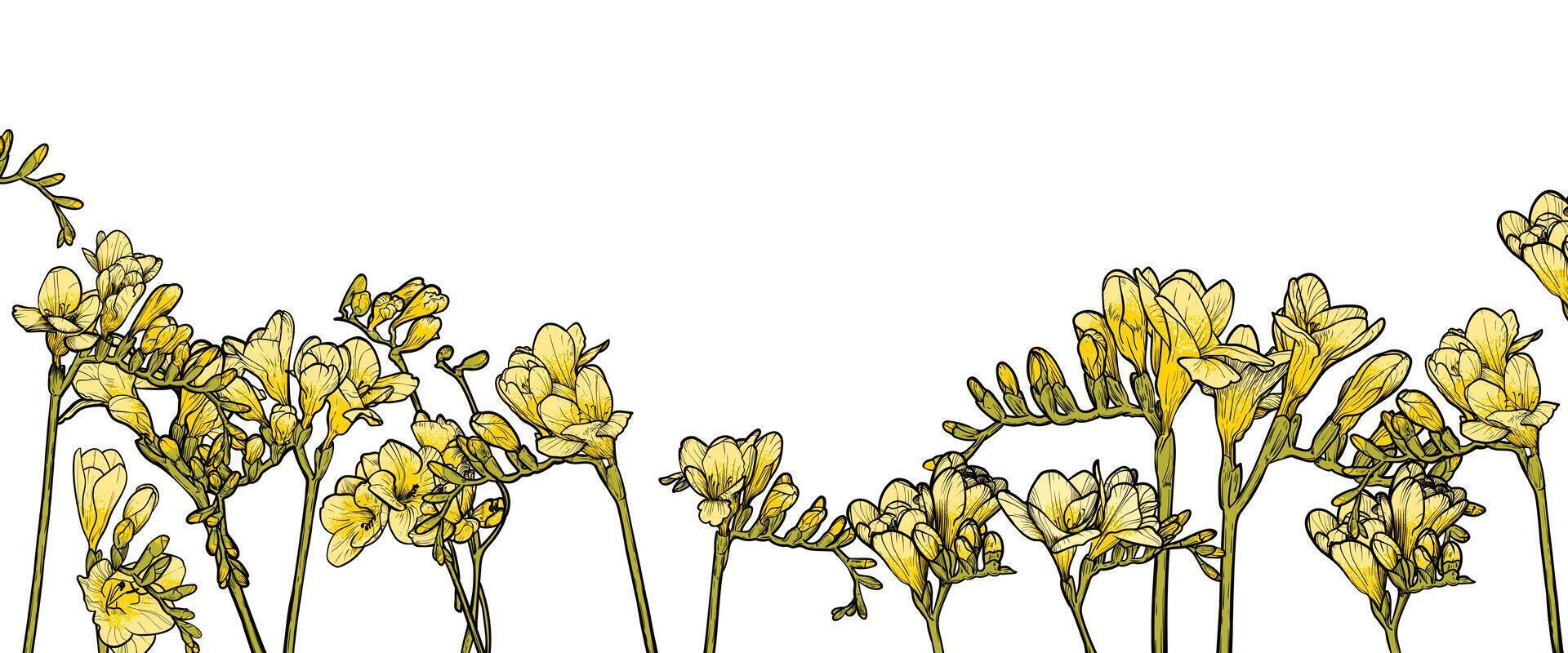 Hand drawn line art freesia on white background. Yellow freesia on white background banner template for online and print projects. vector