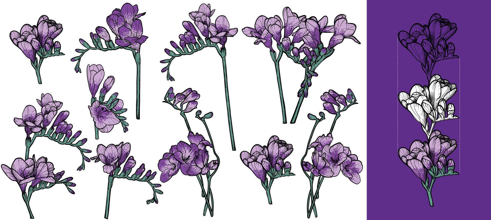 purple freesia flower. Hand drawn line art spring flower. Easy to edit, lines and colors in separate in groups. vector