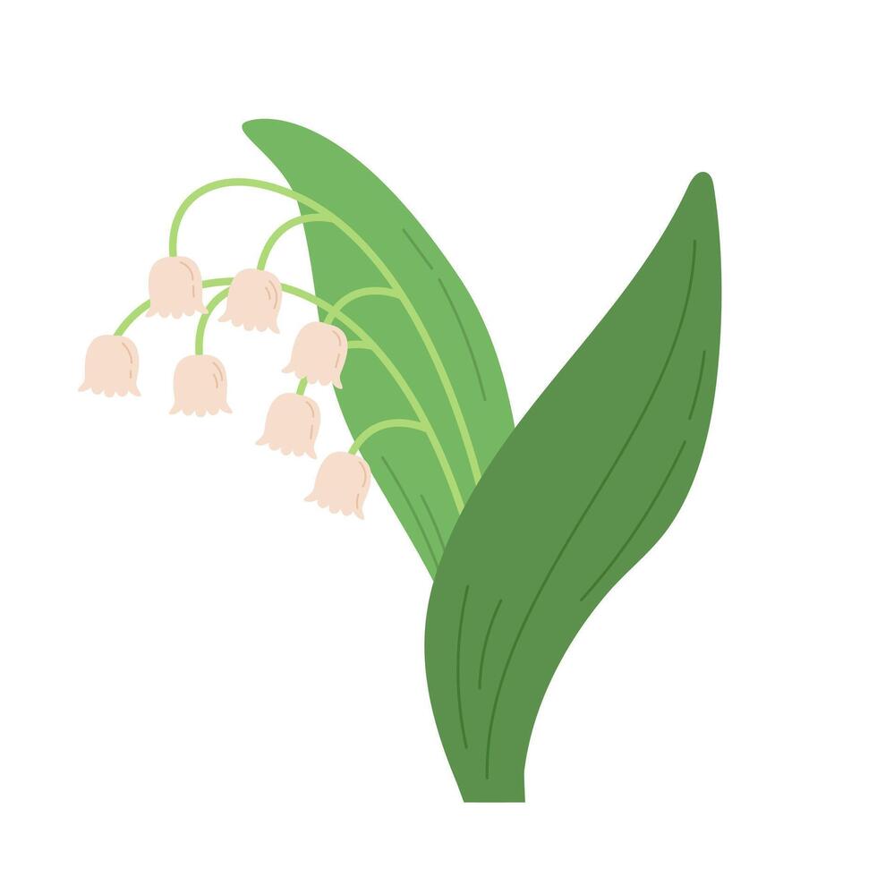 Lily of the valley flowers spring illustration vector