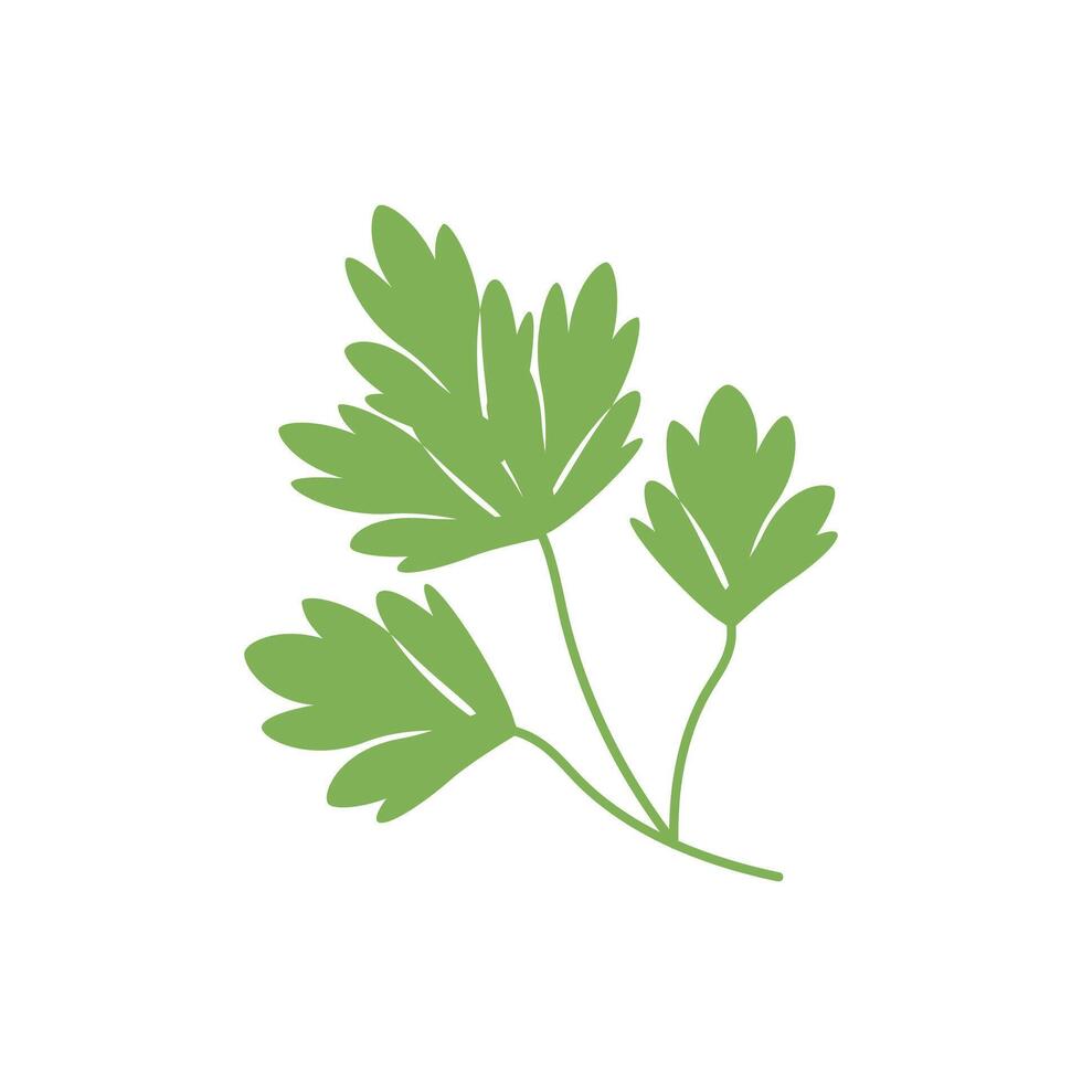 Parsley sprig, greens, food vector