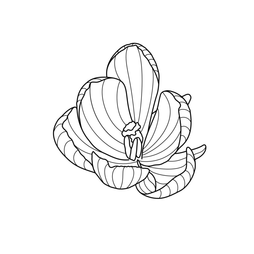 Crocus spring flower tender wildlife plant with stem and leaves, outline hand drawn illustration, floral design element, graphic clipart for invitation, card, botanical line art vector